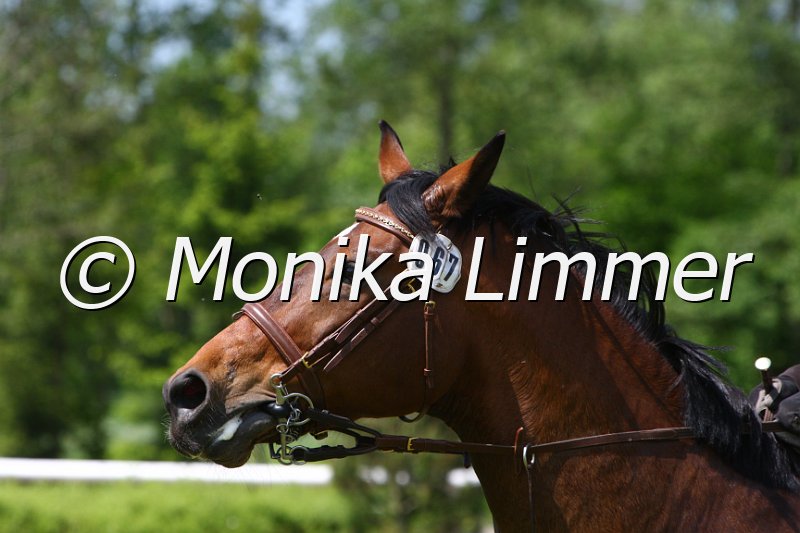 005M5057_Chester_L Springen.JPG